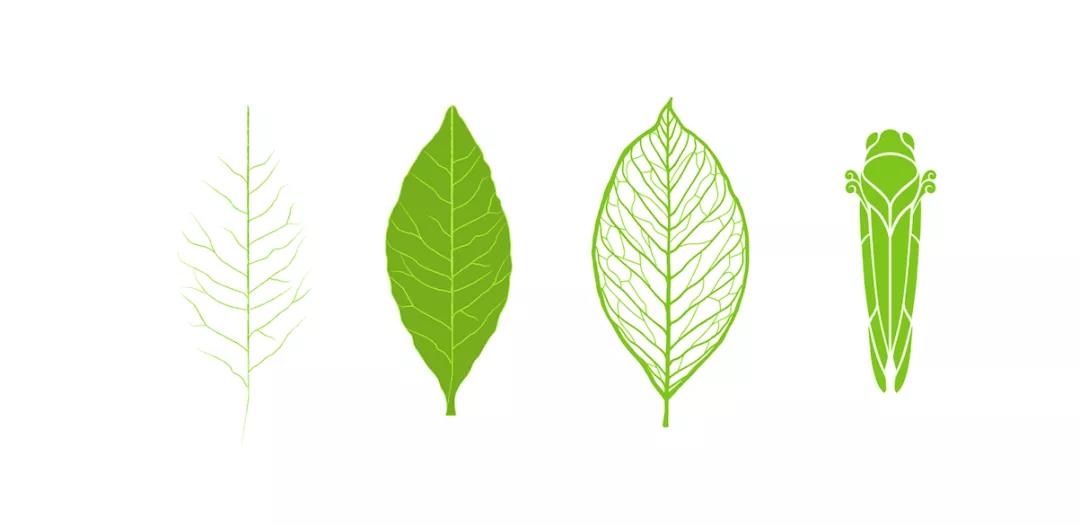 紫金蝉茶6.jpg